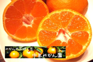20231106_中島みかん園